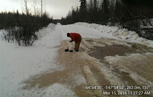 Aufeis (icing) in Goldstream Valley near Fairbanks, Alaska.